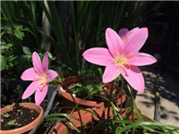 0937836c-20160606 RI kišni ljiljan.jpg